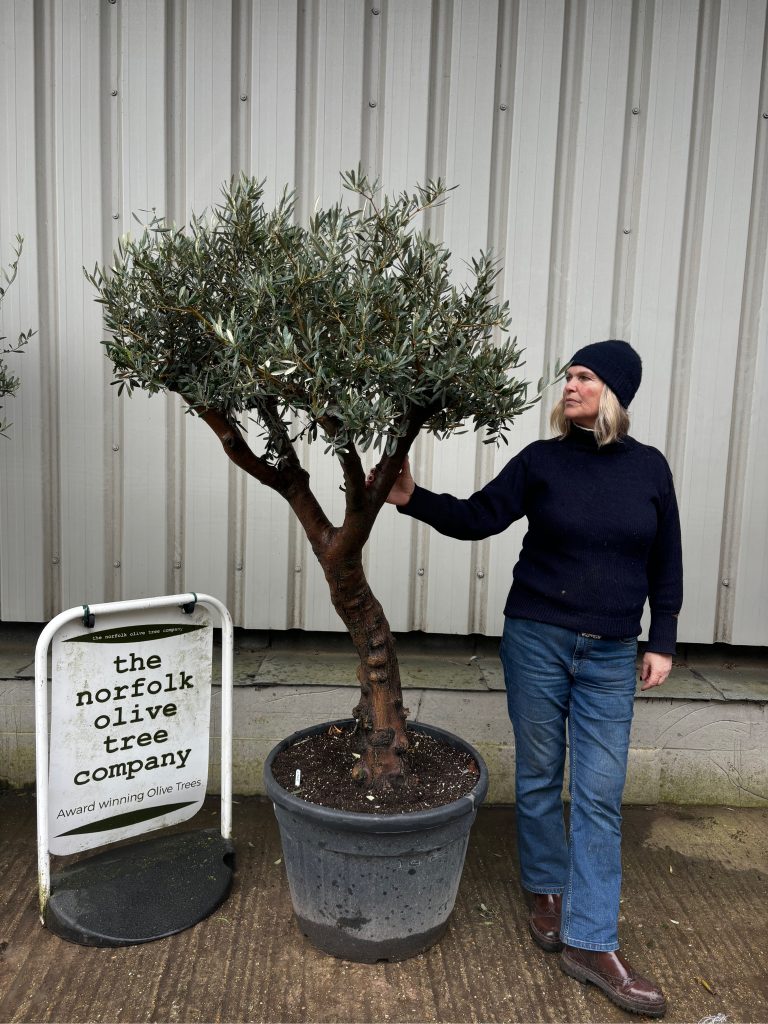 Self-Fertile Olive tree UK