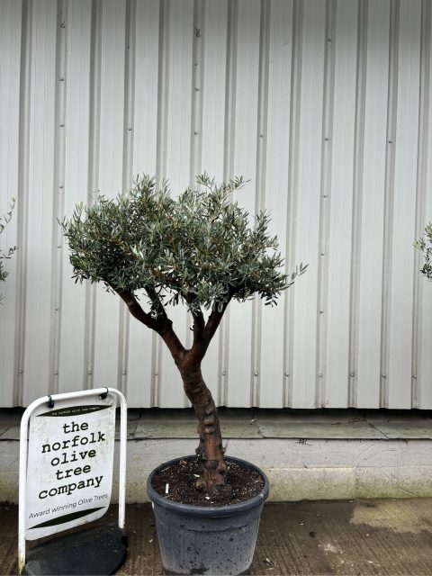 Large vs Mature Olive Trees