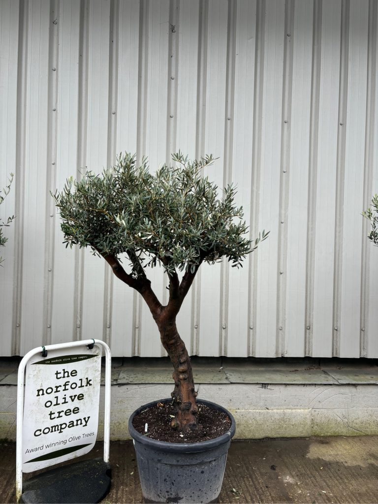 Large vs Mature Olive Trees