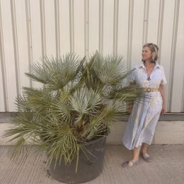 Blue Mediterranean Fan Palm | Chamaerops humilis var. cerifera –UK Delivery