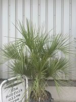IMG_1669 Butia Capitata