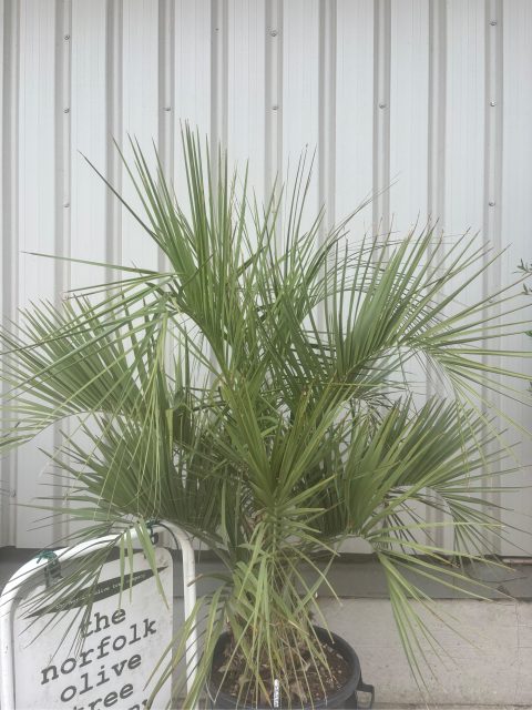 Butia Capitata