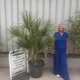 Butia Capitata for sale.