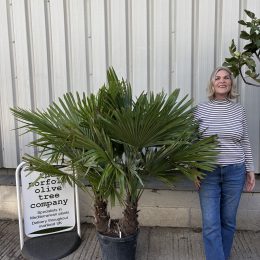 Trachycarpus fortunei – Hardy Windmill Palm for UK Gardens-delivery included