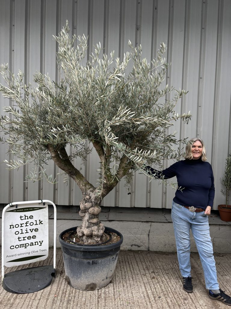Olive Tree for Sale
