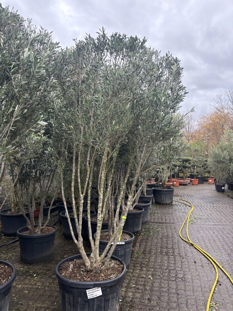 Buy Olive Trees Near Me | UK Olive Tree Specialists