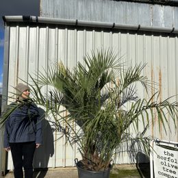 Butia capitata (Jelly Palm) – Hardy Feather Palm | UK Delivery
