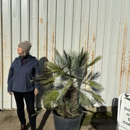 Chamaerops humilis var. cerifera – Blue Mediterranean Fan Palm | UK Delivery