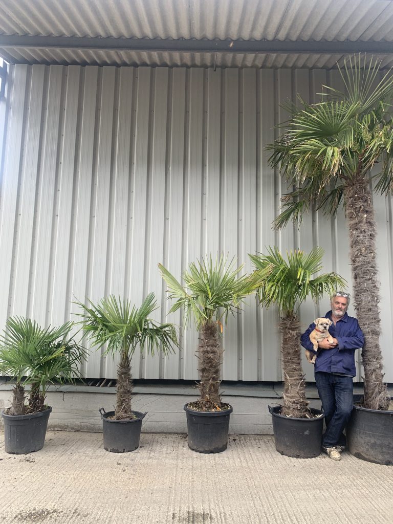 Palm trees Uk