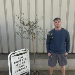 Pendolino Olive Tree – Elegant Weeping Olive Variety - delivery included.
