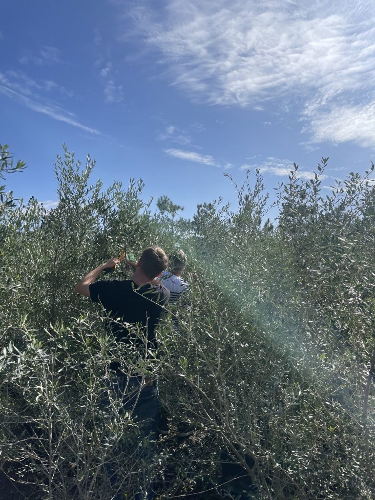 Buy Olive Trees Near Me | UK Olive Tree Specialists