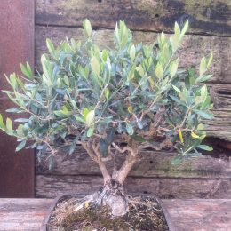 Olive Bonsai delivery included