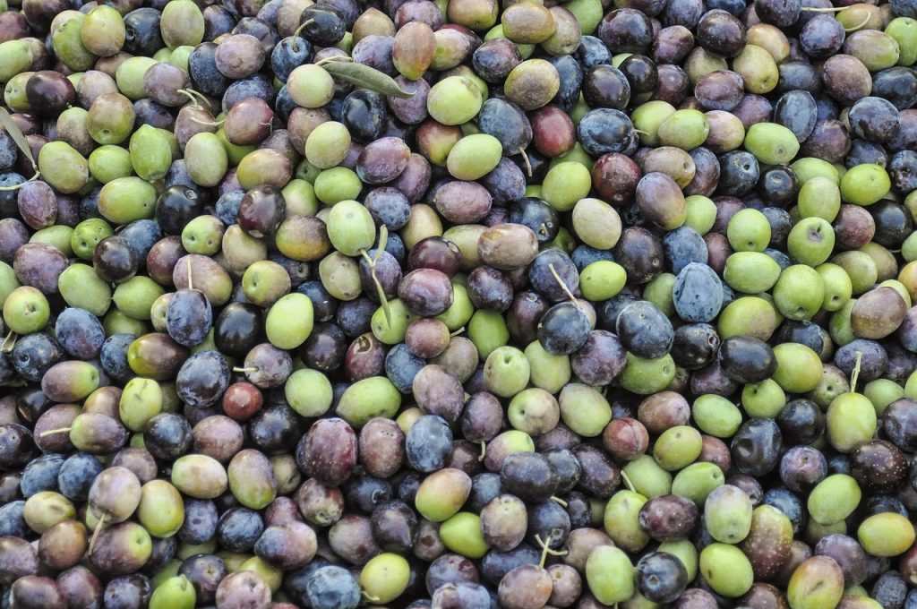 Self-Fertile Olive tree UK