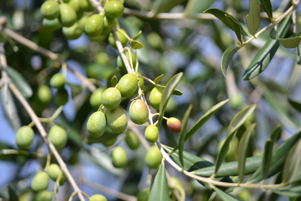 Self-Fertile Olive tree UK