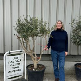 Architectural Olive tree. Delivery included.