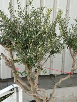 IMG_0952 Architectural Olive tree
