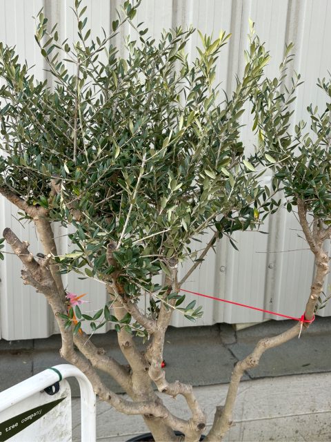 Architectural Olive tree