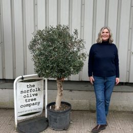 Olive Tree in Pot