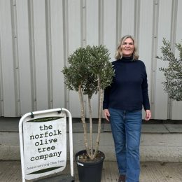 London Olive tree delivery included