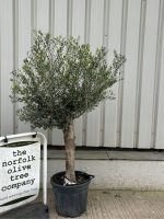 IMG_0967 London Olive tree