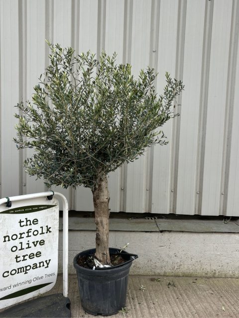 London Olive tree