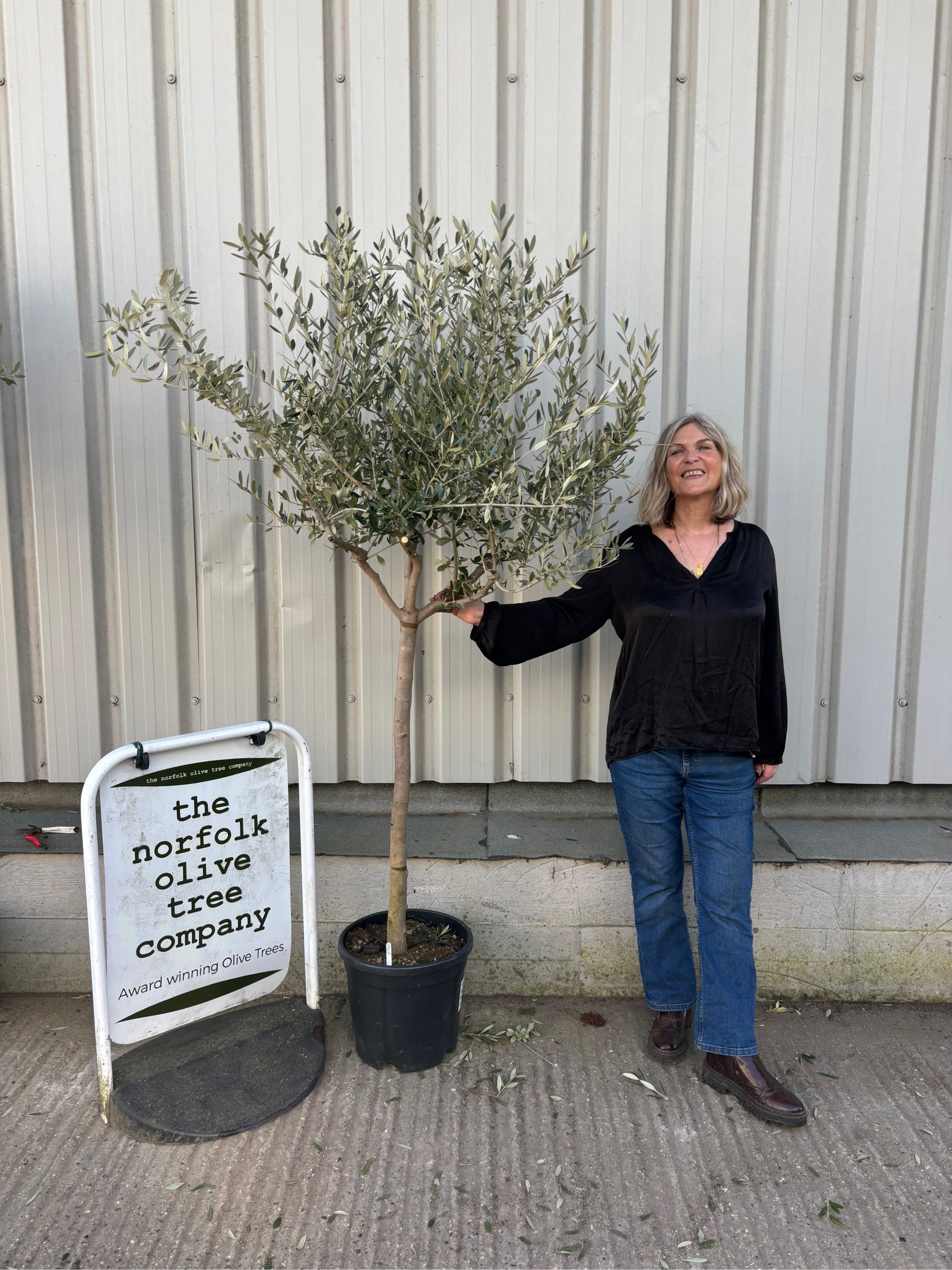 Tuscan Leccino Olive Tree for Sale – Formatively Pruned Specimen