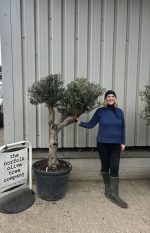 IMG_0980 Branched Olive Tree