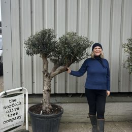 Branched Olive Tree