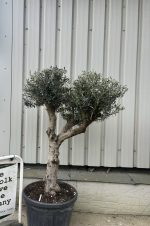 IMG_0981 Branched Olive Tree