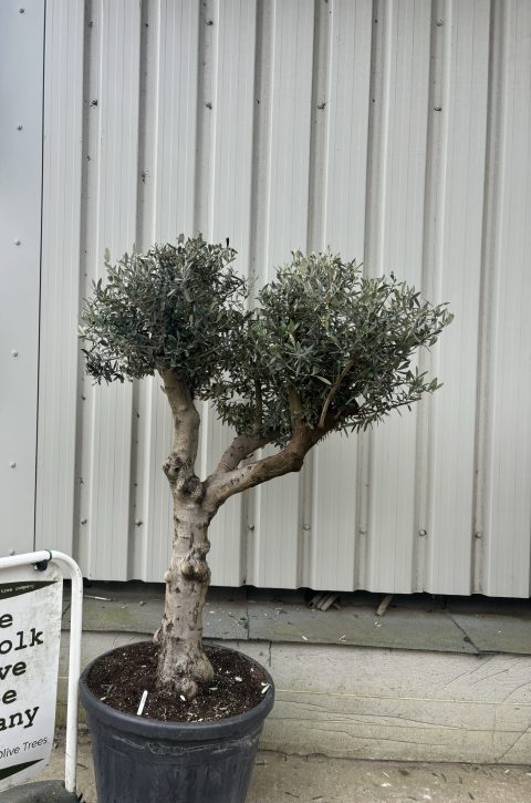 Branched Olive Tree