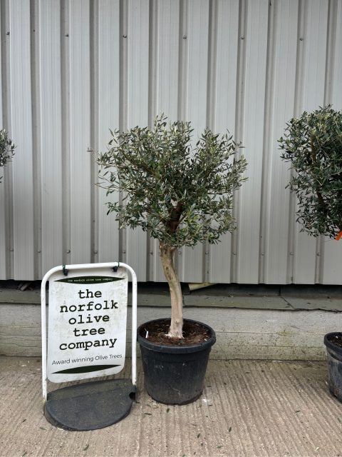 Olive Tree in Pot