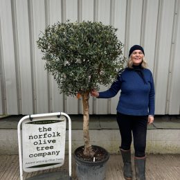 Arbequina Olive tree