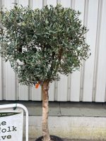 IMG_0988 Arbequina Olive tree