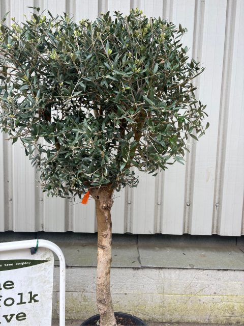 Arbequina Olive tree