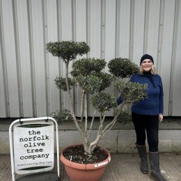 Olive Trees Online