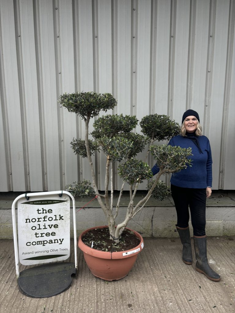 Olive Trees Online