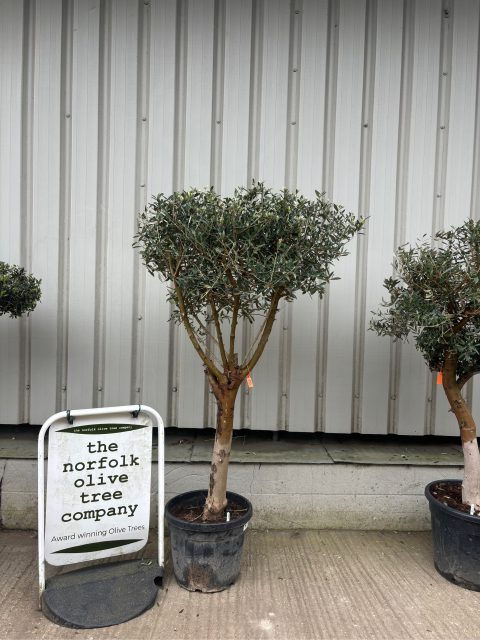 Olive Tree in Pot
