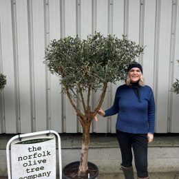 Olive Tree in Pot delivery included