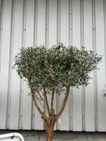 IMG_0996