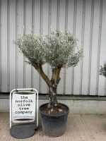 IMG_1001 Hojiblanca Olive tree