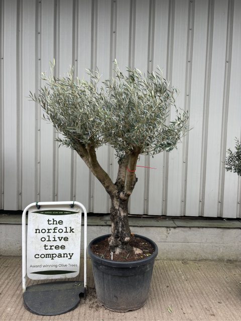 Hojiblanca Olive tree