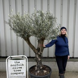 Hojiblanca Olive tree -delivery included