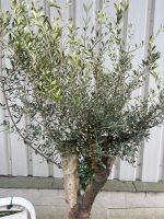IMG_1010 London Olive tree