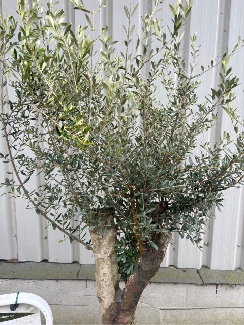 London Olive tree