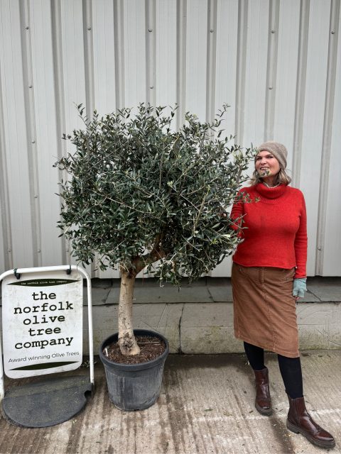 Arbequina Olive tree