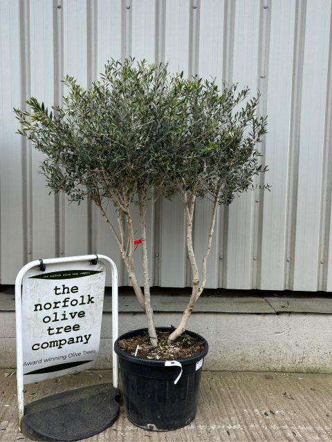 Fruit Producing Olive tree