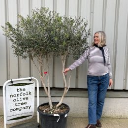 Fruit Producing Olive tree