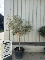 IMG_1032 Olive tree in pot