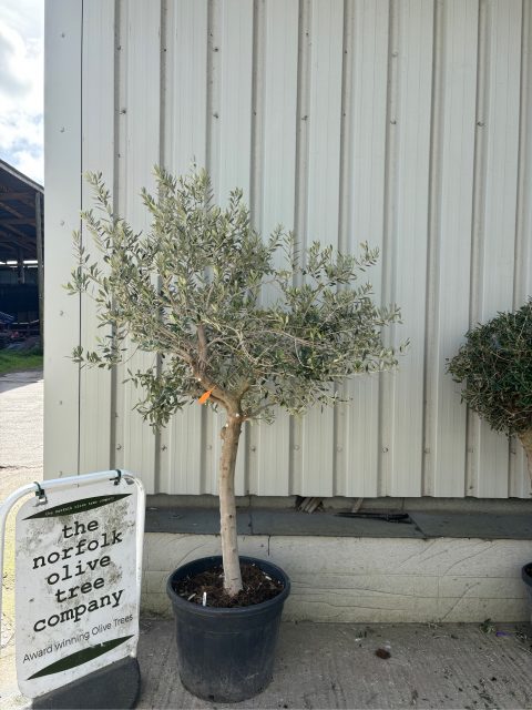 Olive tree in pot