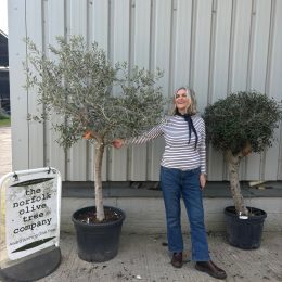 Olive tree in pot